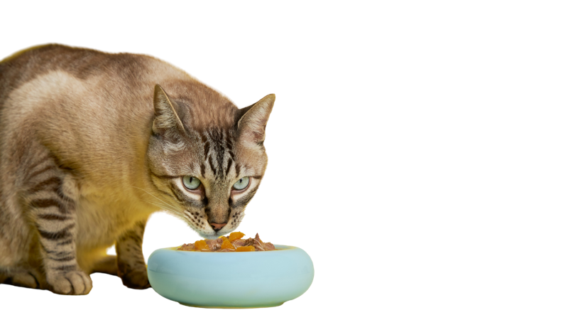 ALIMENTO PARA GATOS, REDEFINIDO