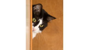 GATOS ESTERILIZADOS O DE INTERIOR