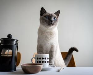 Mejor Comida Natural para Gatos Siamés: Guía de Nutrición (2026)