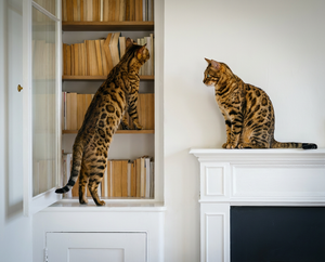 Mejor Comida Natural para Gatos Bengalí: Guía de Nutrición (2026)