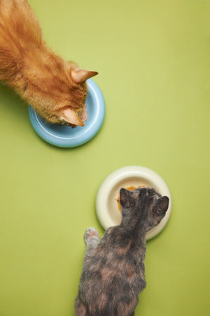 Suscripción de Comida Natural para Gatos: Cómo Funciona y Si Vale la Pena