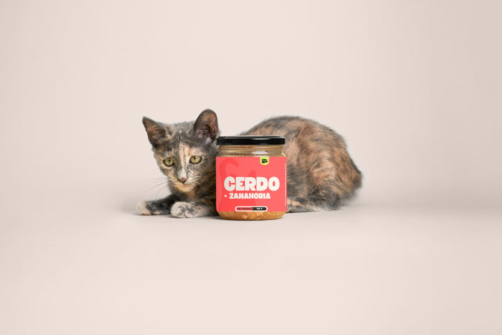 Mejor Comida para Gatos 2026: Cómo Elegir sin Equivocarte