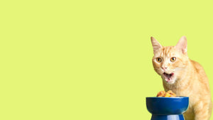 Por Qué Mi Gato No Come: Causas y Qué Hacer