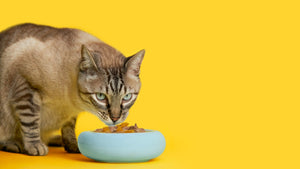 Comida Fresca para Gatos: Qué Es de Verdad (y Qué Es Marketing)