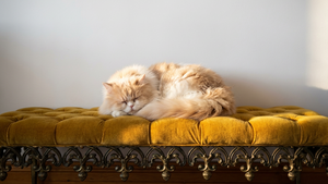 Mejor Comida Natural para Gatos Persa: Guía de Nutrición (2026)