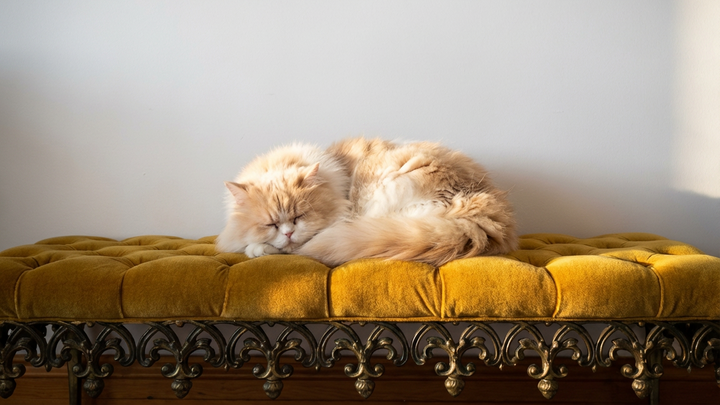 Mejor Comida Natural para Gatos Persa: Guía de Nutrición (2026)