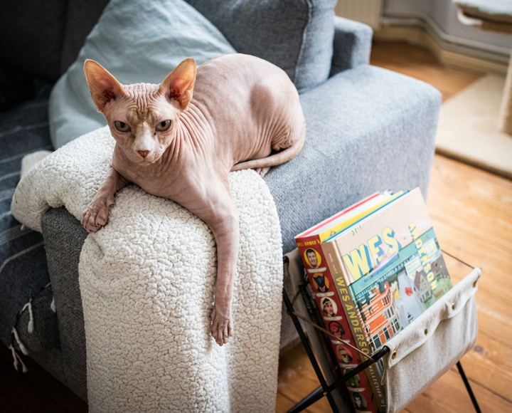 Alimentación para Gatos Sphynx: Todo Lo Que Necesitas Saber (2026)