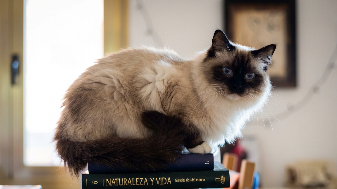Alimentación para Gatos Ragdoll: Todo Lo Que Necesitas Saber (2026)
