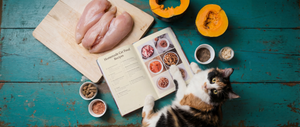 Qué Ingredientes Debe (y NO Debe) Tener la Comida de Tu Gato