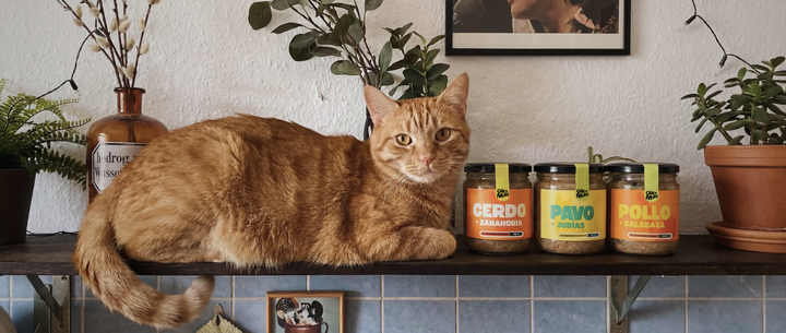 Mejor Comida Natural para Gatos en España 2026: 8 Marcas Comparadas por Veterinario