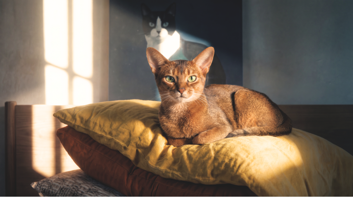 Alimentación para Gatos Abisinio: Todo Lo Que Necesitas Saber (2026)