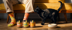 ¿Cuántas veces al día debe comer un gato? La guía completa de alimentación felina
