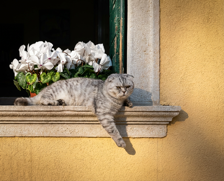 Alimentación para Gatos Scottish Fold: Todo Lo Que Necesitas Saber (2026)