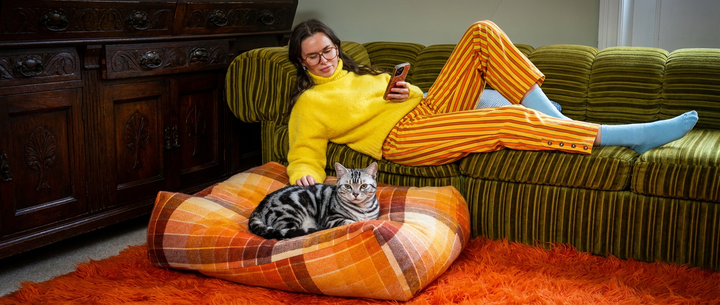 Gato Europeo: Guía Completa de la Raza Más Española y su Alimentación