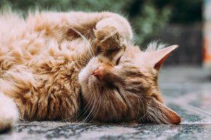 Comida para Gatos Sensibles: Estómago, Alergias y Qué Hacer