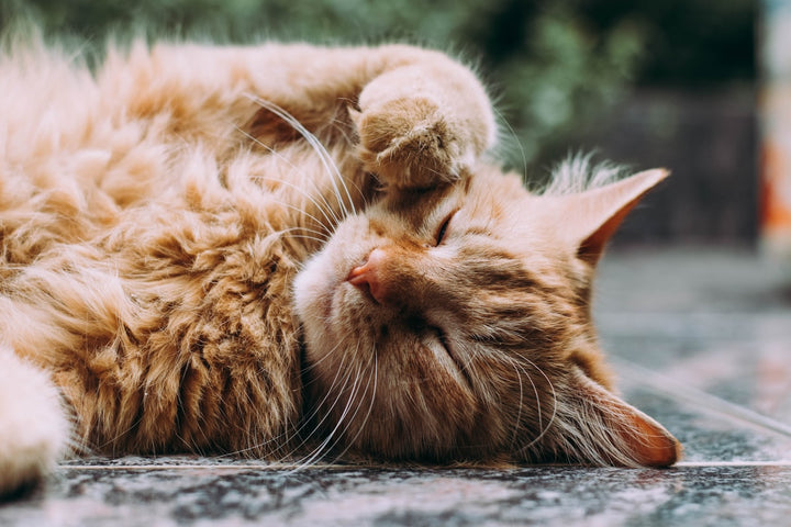 Comida para Gatos Sensibles: Estómago, Alergias y Qué Hacer