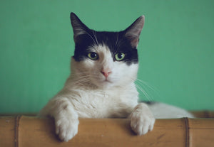 Mejor Comida para Gatos Esterilizados: Guía Completa 2026