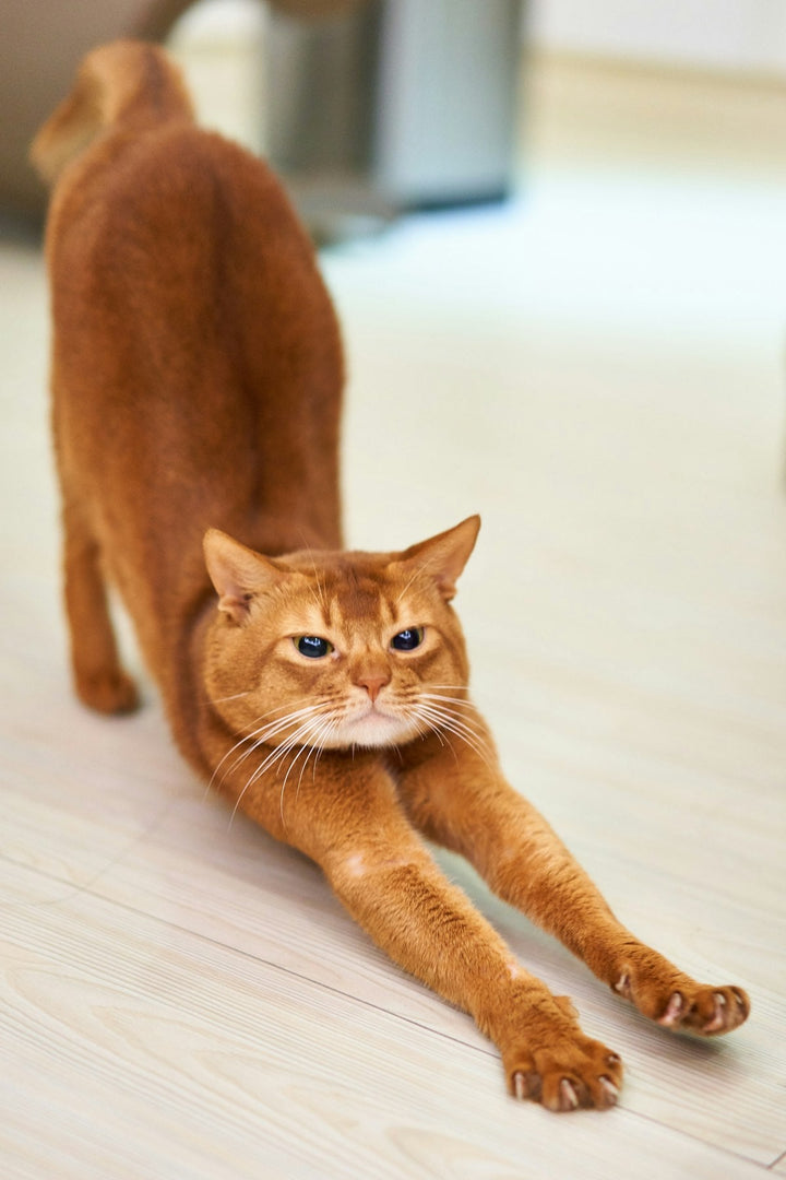 Cómo Cambiar la Comida de Tu Gato Sin Drama (Guía Paso a Paso)