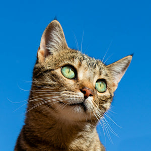 Cuidados del Gato de Pelo Largo: Cepillado, Dieta y Pelaje