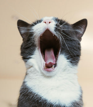 Comida para Gatitos: Lo Que Tu Veterinario No Te Cuenta