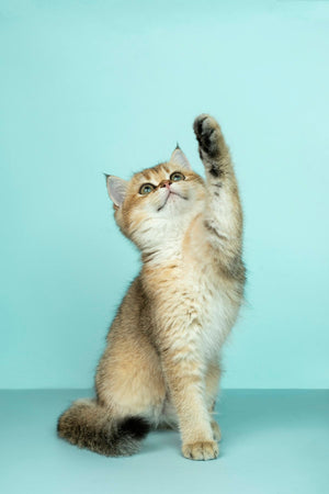 Comida sin Cereales para Gatos: ¿De Verdad la Necesita Tu Gato?