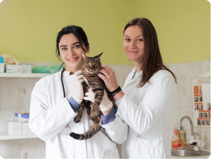 Taurina para Gatos: El Nutriente que Puede Salvarle la Vida