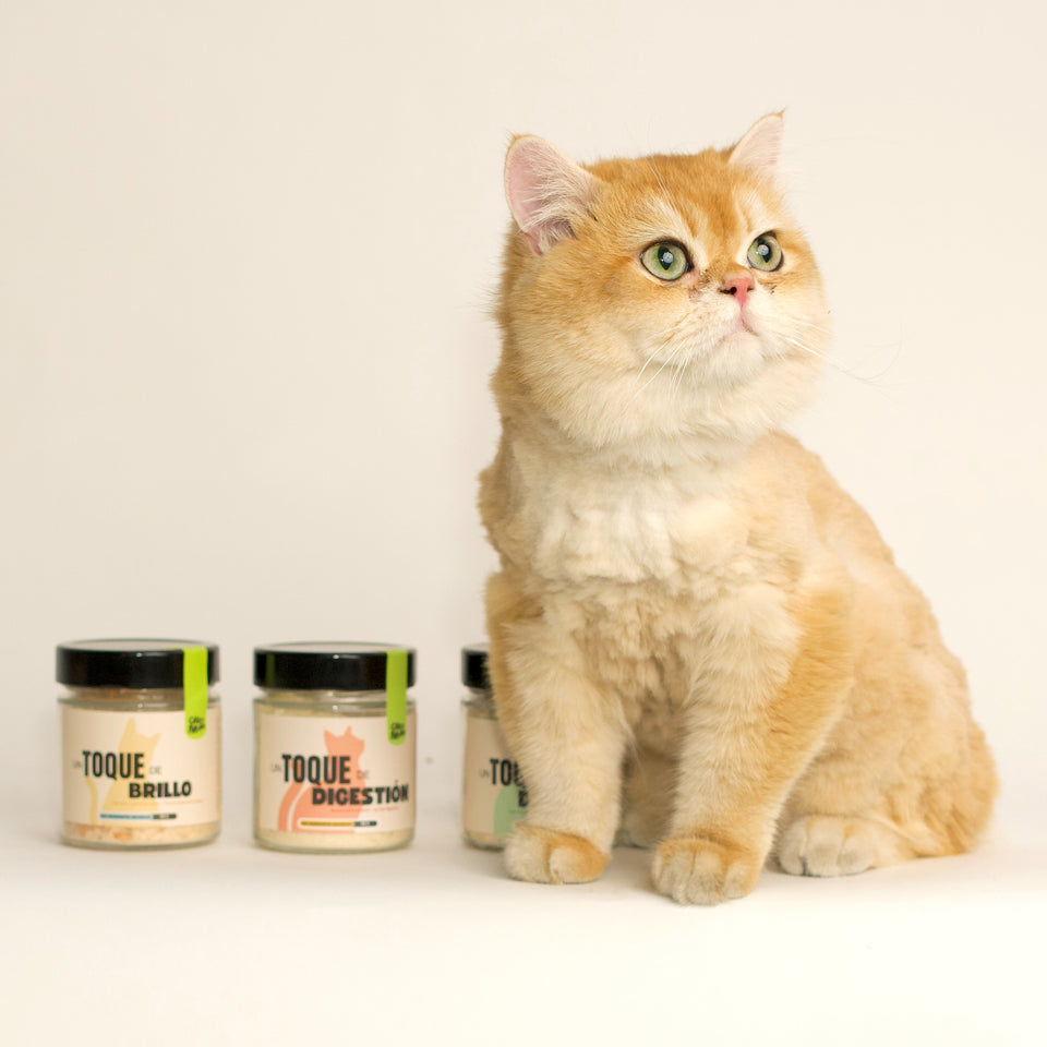 Gato british shorthair dorado junto a los tarros de Toque