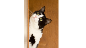 GATOS ADULTOS (1-10 AÑOS)