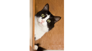 GATOS QUE NECESITAN MÁS HIDRATACIÓN EN SU DÍA A DÍA