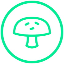 Shiitake